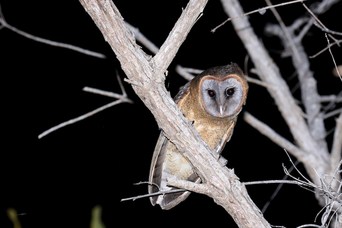 Ashy-faced Owl - ML162362451