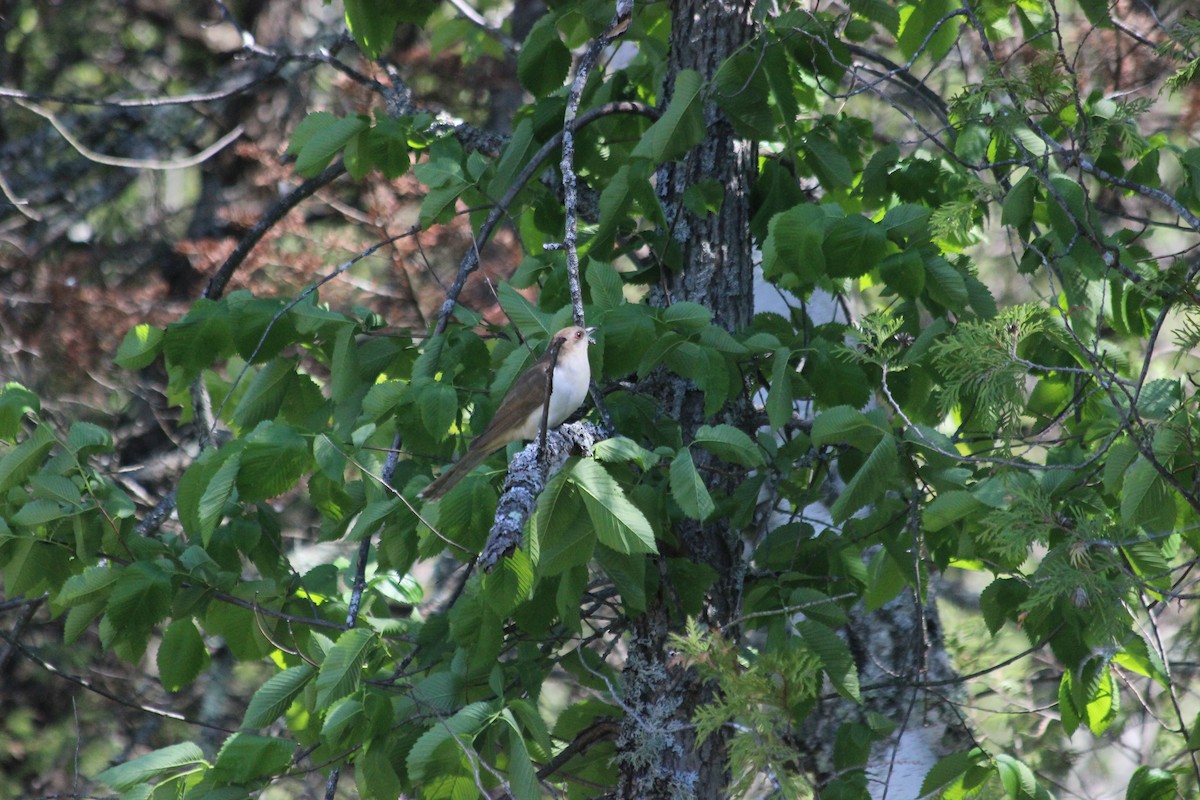 Black-billed Cuckoo - Shauna Ryner