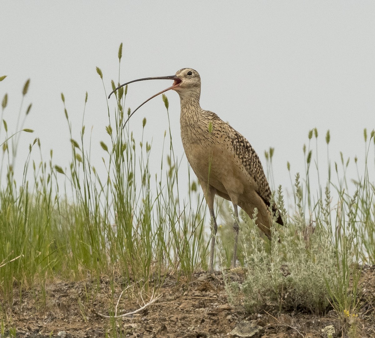 Rostbrachvogel - ML162367251