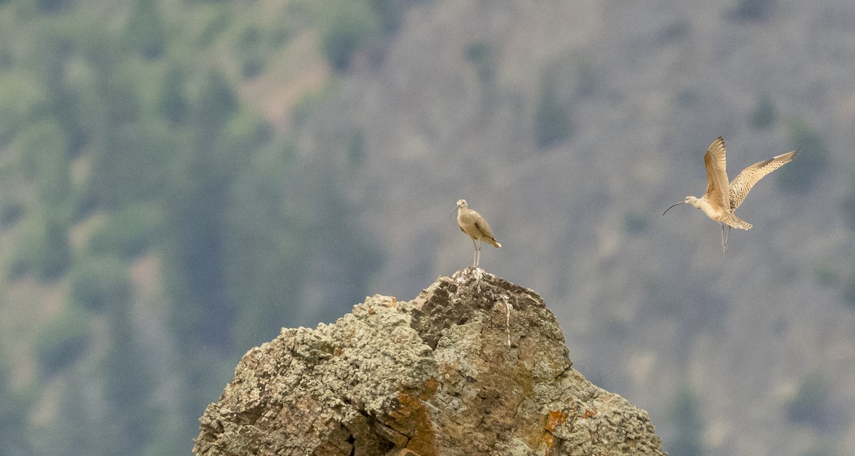 Long-billed Curlew - ML162367261