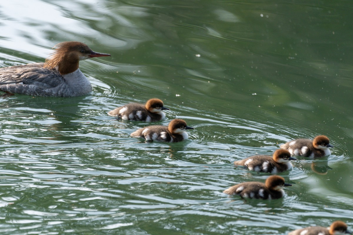 Common Merganser - ML162368721