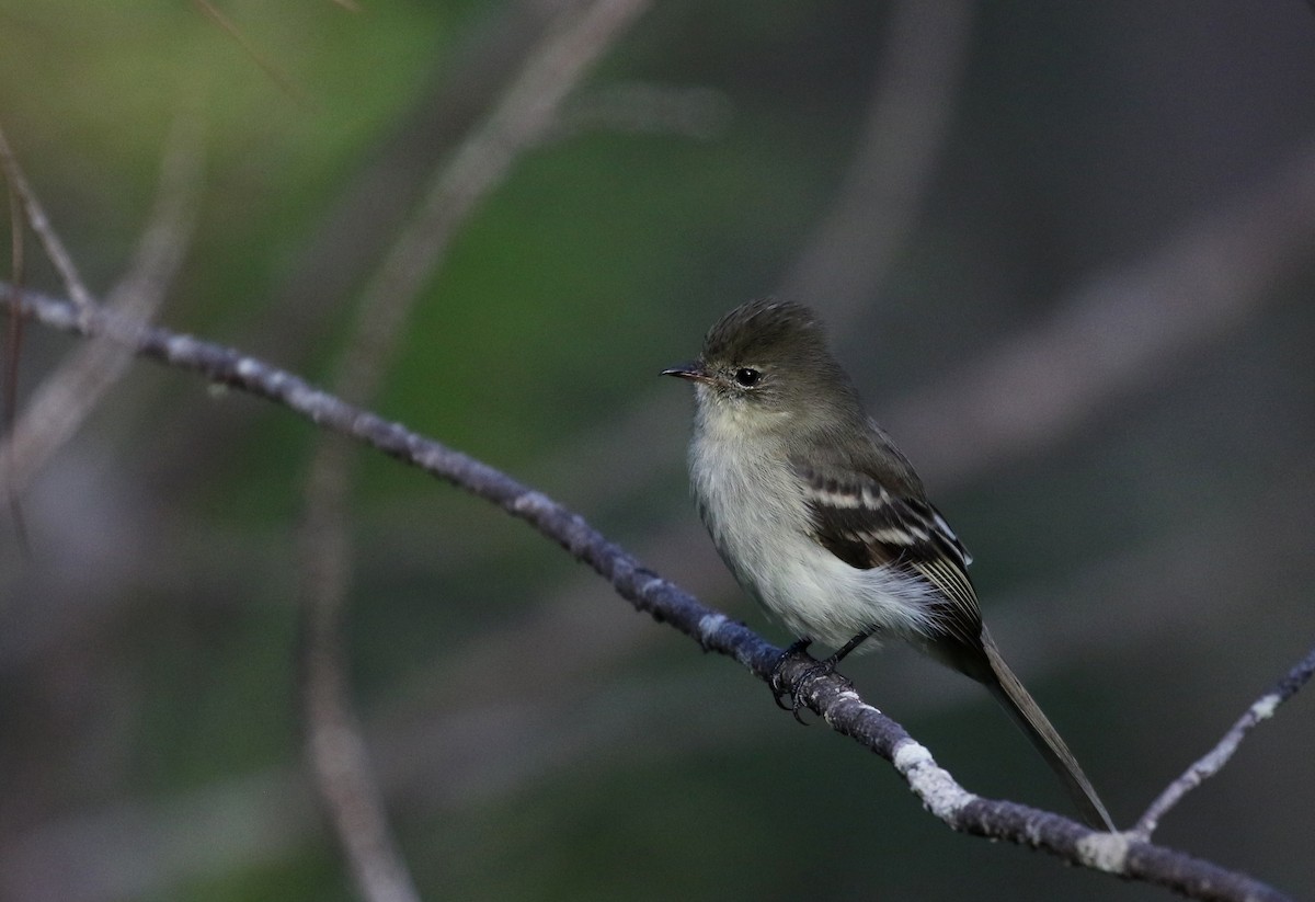 Greater Antillean Elaenia (Hispaniolan) - ML162369041