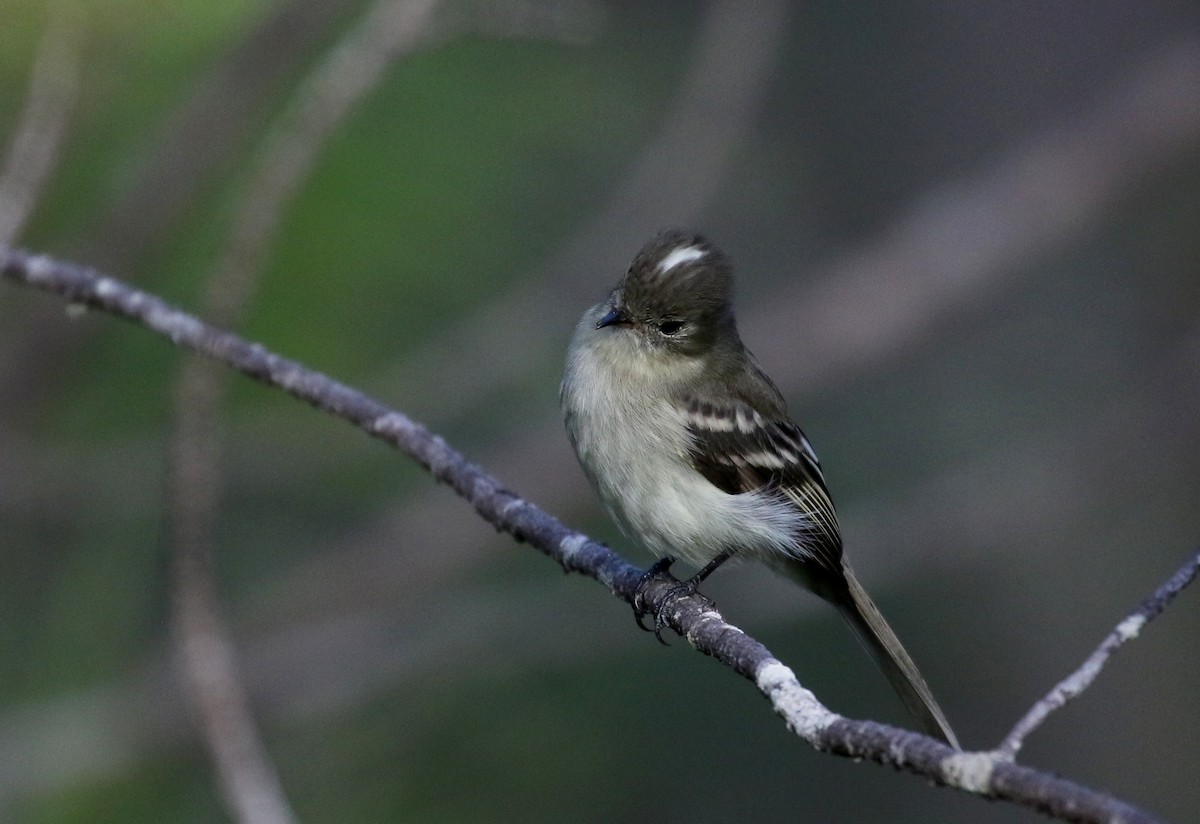 Greater Antillean Elaenia (Hispaniolan) - ML162369061