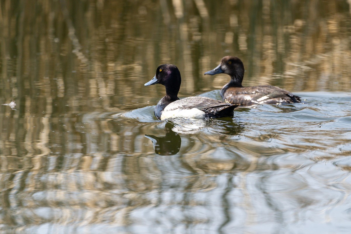 Lesser Scaup - ML162369071