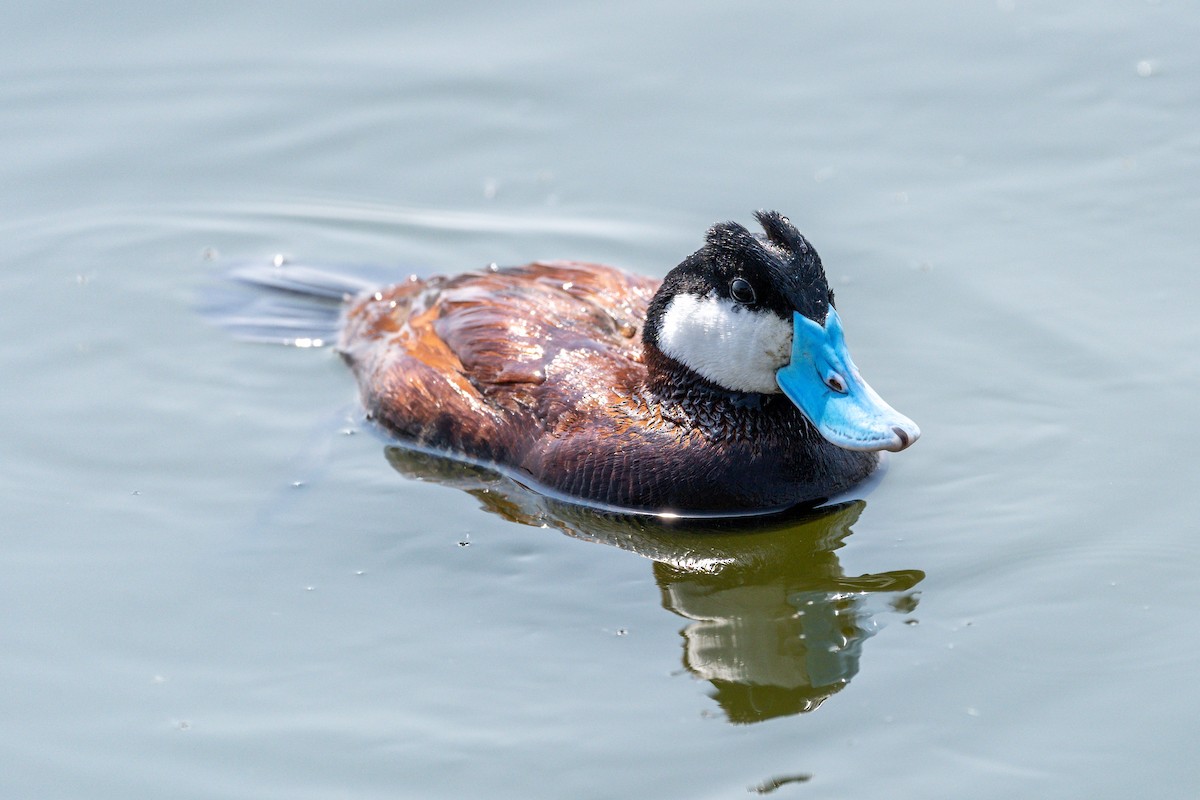 Ruddy Duck - ML162369121