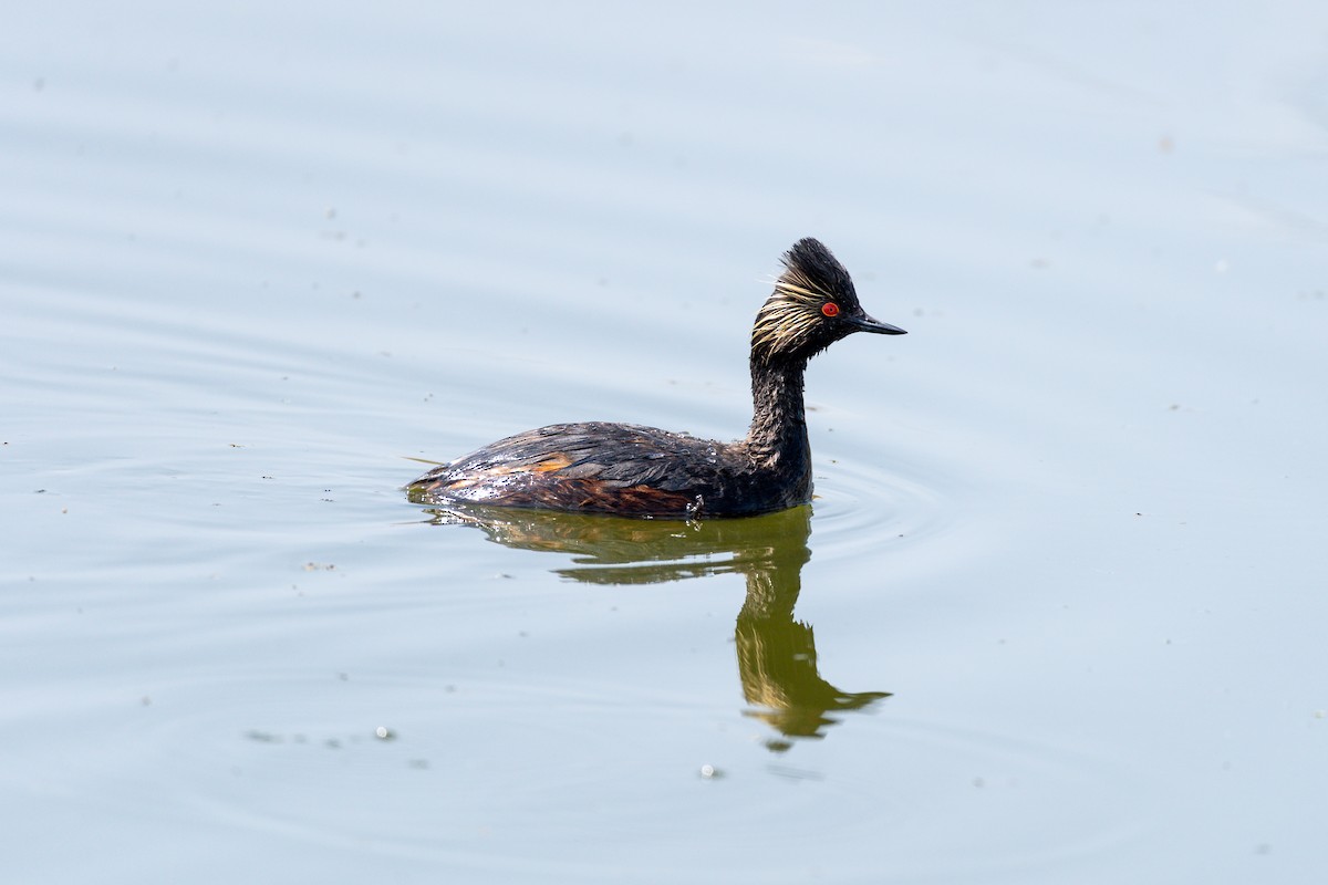 Eared Grebe - ML162369131