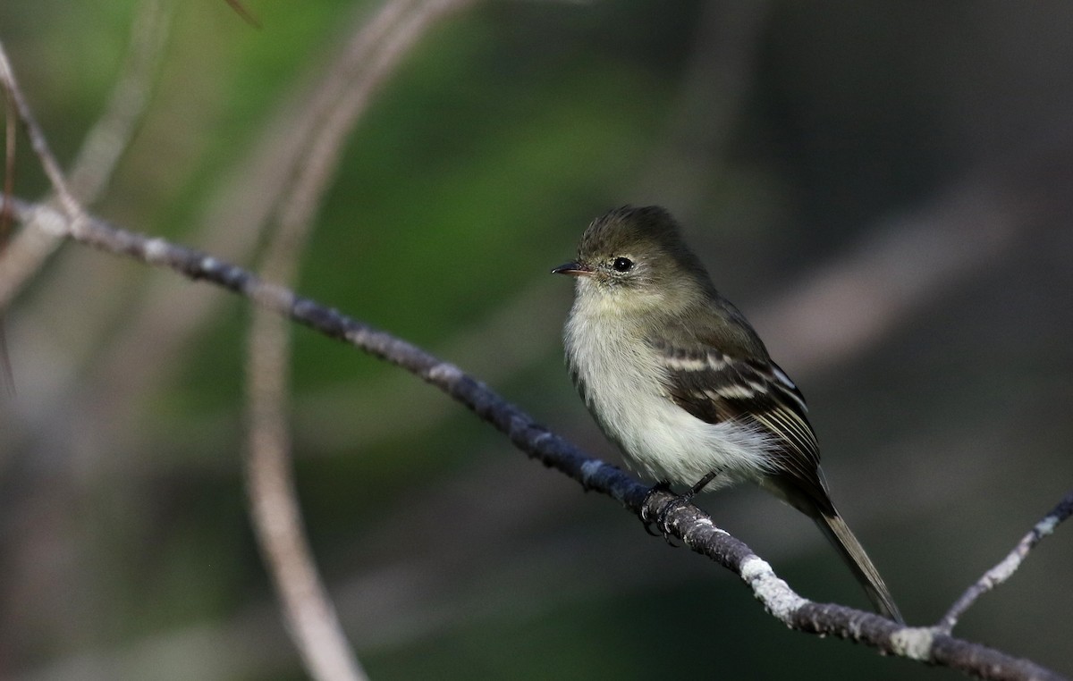 Greater Antillean Elaenia (Hispaniolan) - ML162369151