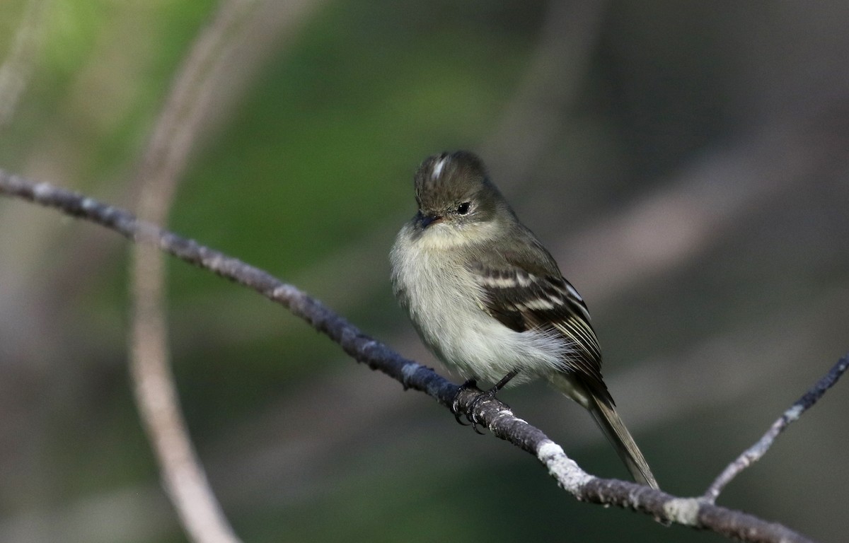 Greater Antillean Elaenia (Hispaniolan) - ML162369171