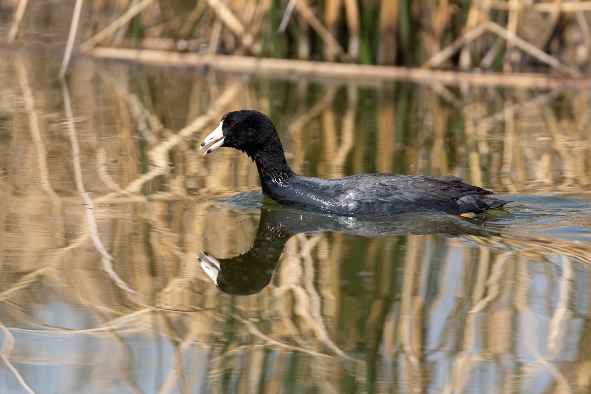 American Coot - ML162369181