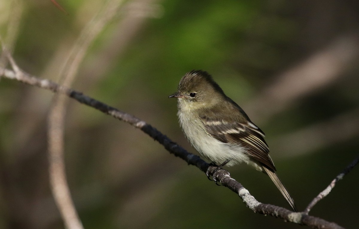Greater Antillean Elaenia (Hispaniolan) - ML162369211