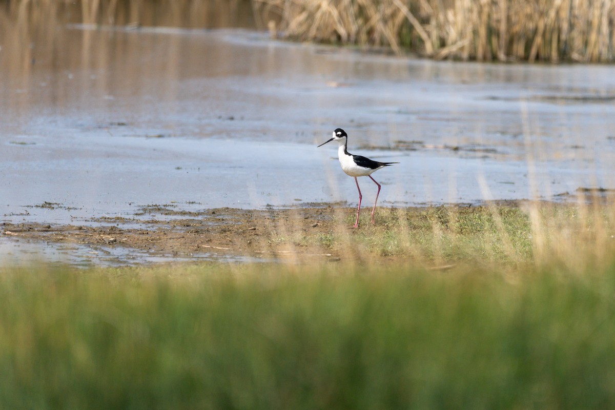 Black-necked Stilt - ML162369221