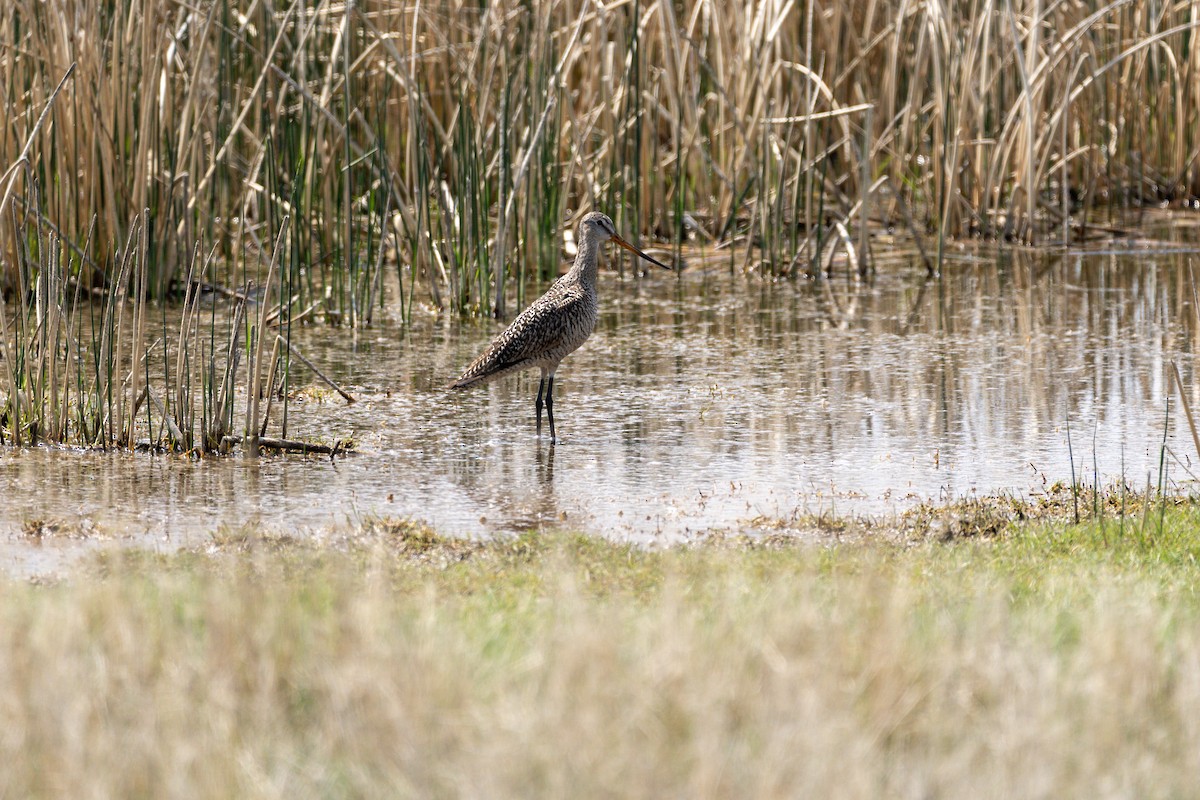 Marbled Godwit - ML162369291