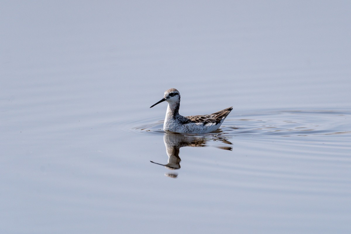 Wilson's Phalarope - ML162369331