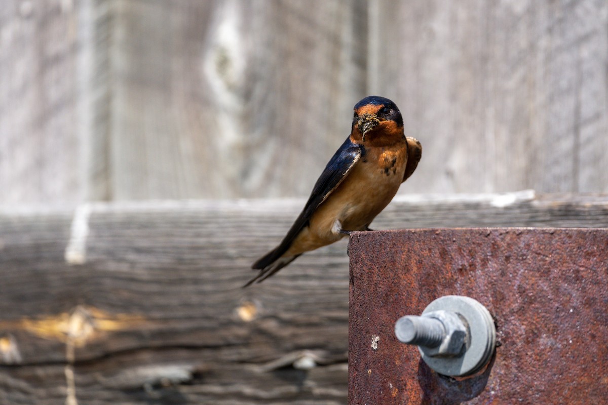 Barn Swallow - ML162369451