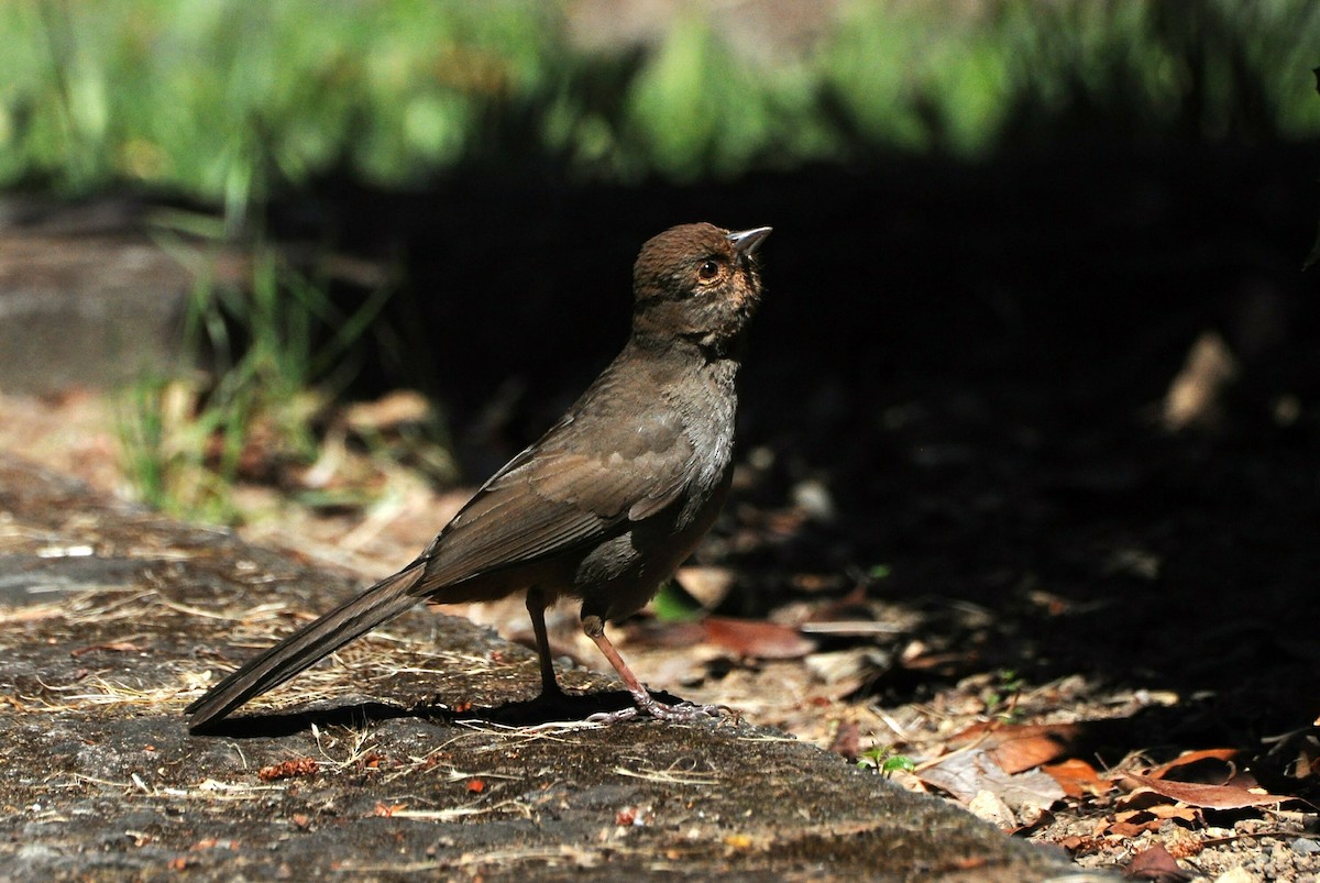 California Towhee - ML162371721