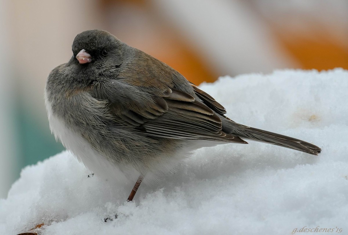 Dark-eyed Junco - Ghislain Deschenes