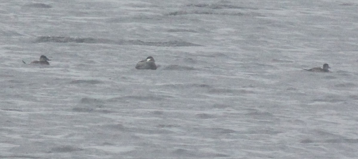 Ruddy Duck - ML162372821