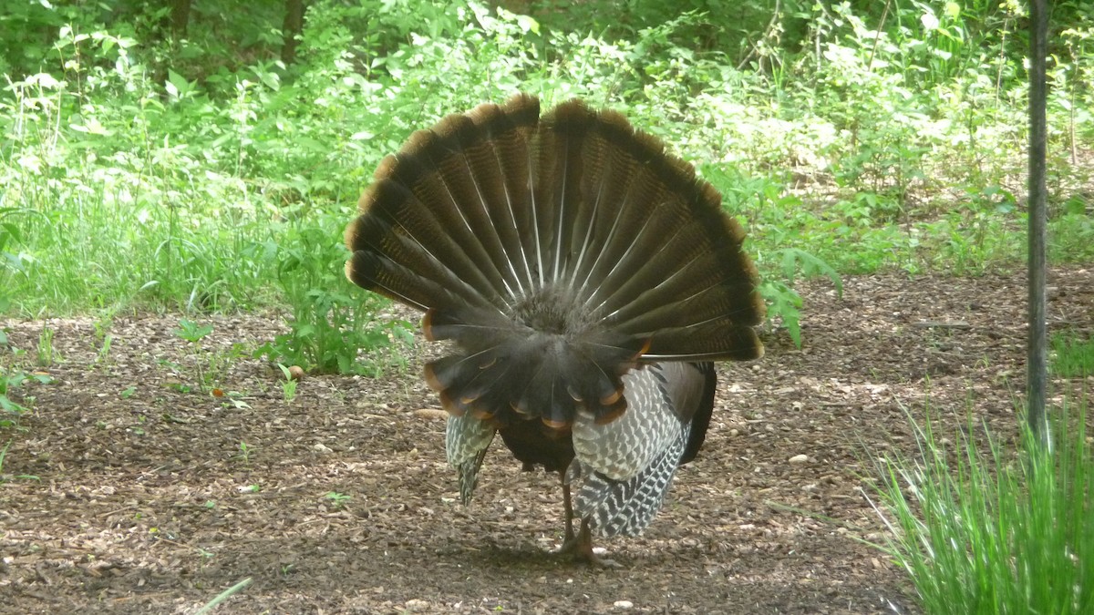 Wild Turkey - ML162374771