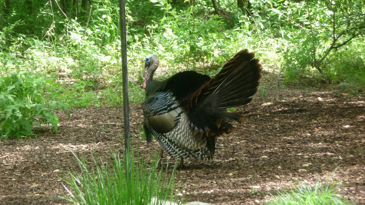 Wild Turkey - ML162374811