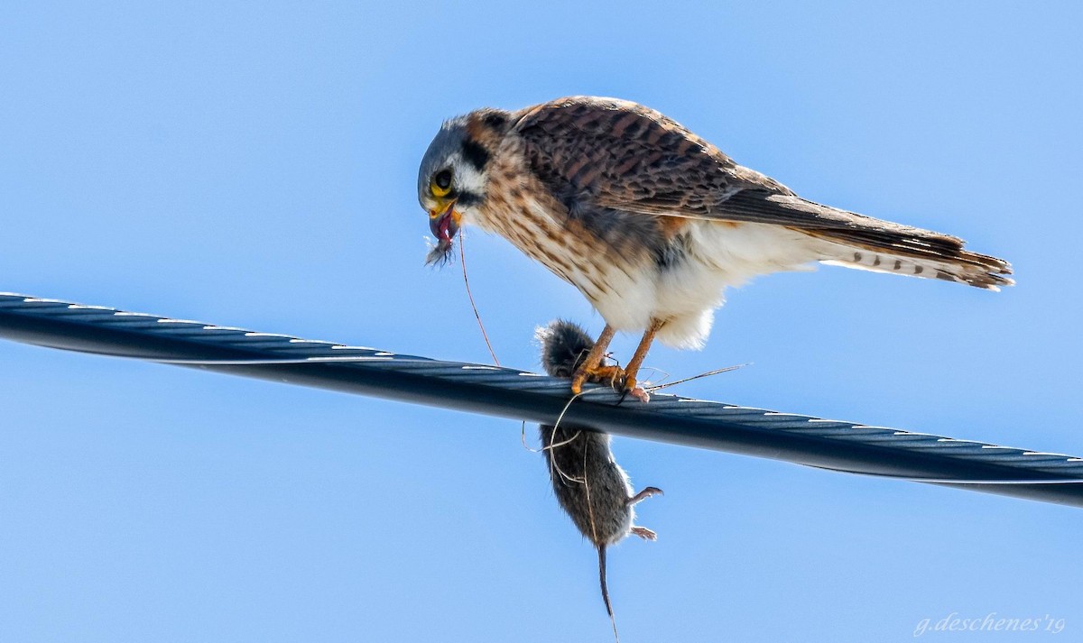 American Kestrel - ML162377761