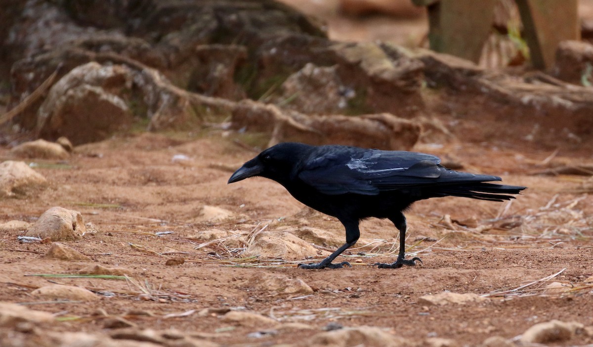 Hispaniolan Palm-Crow - Jay McGowan