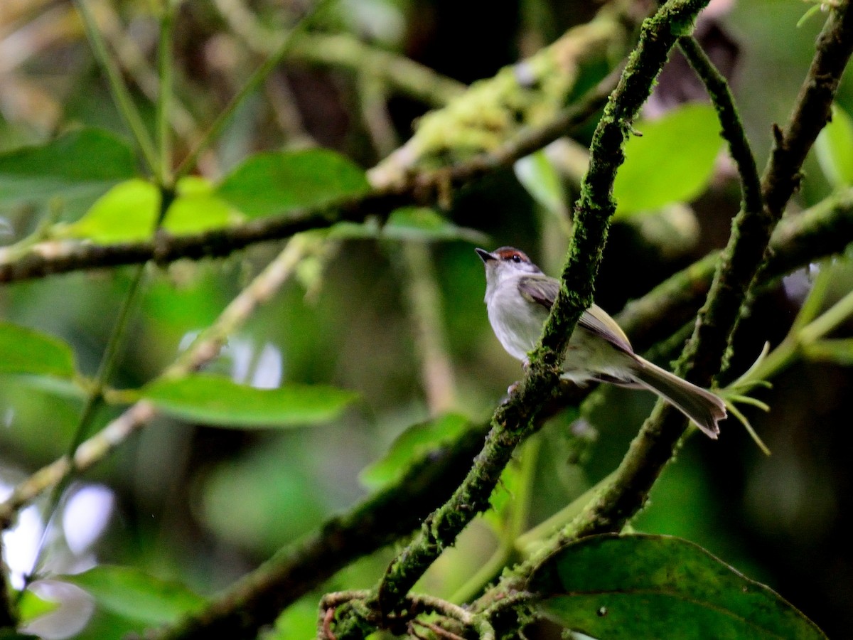 Rufous-browed Tyrannulet - Alex Molina