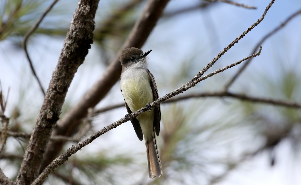 Stolid Flycatcher - ML162379171