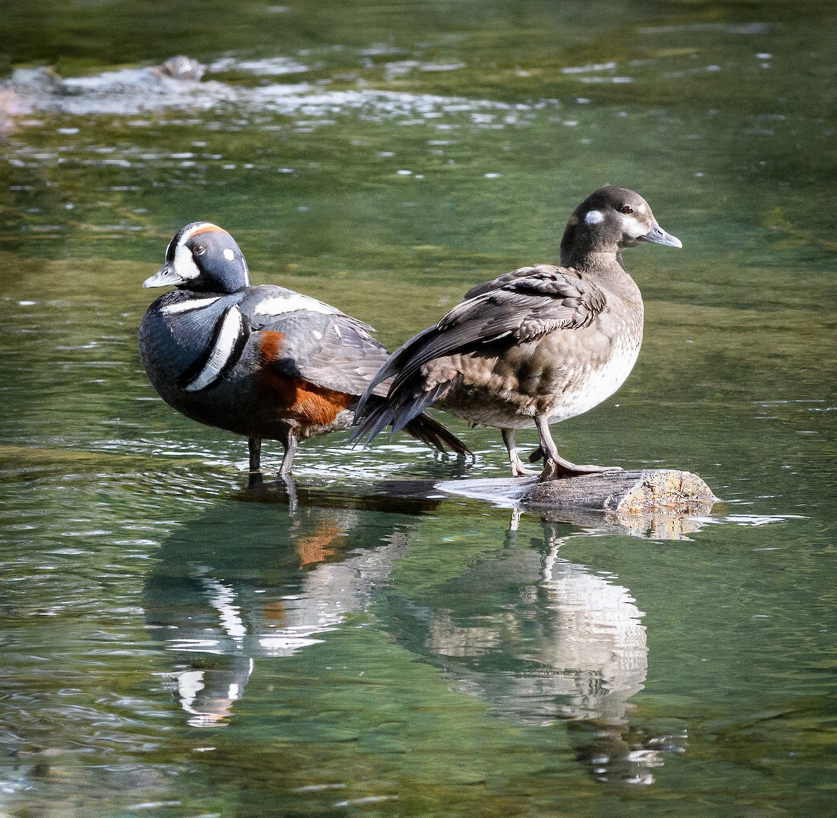 Harlequin Duck - ML162379201