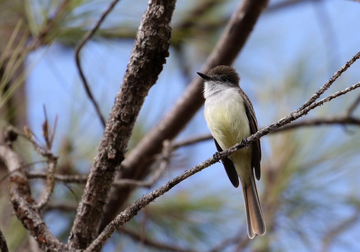 Stolid Flycatcher - ML162379441