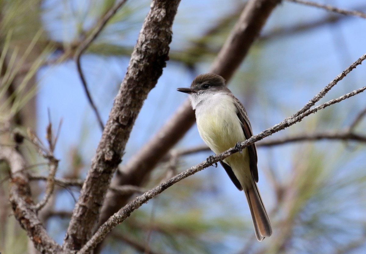 Stolid Flycatcher - ML162379451