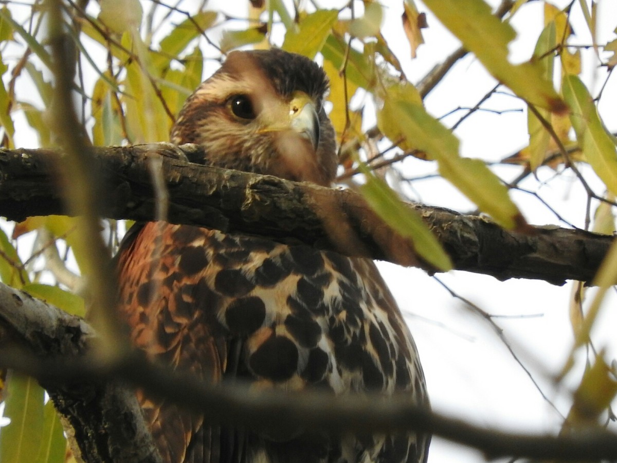 Harris's Hawk - ML162380041