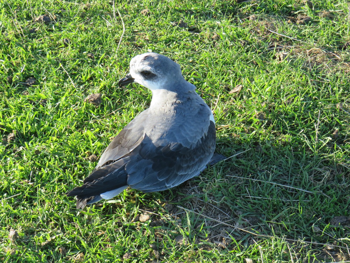 Soft-plumaged Petrel - Andrew Crossland