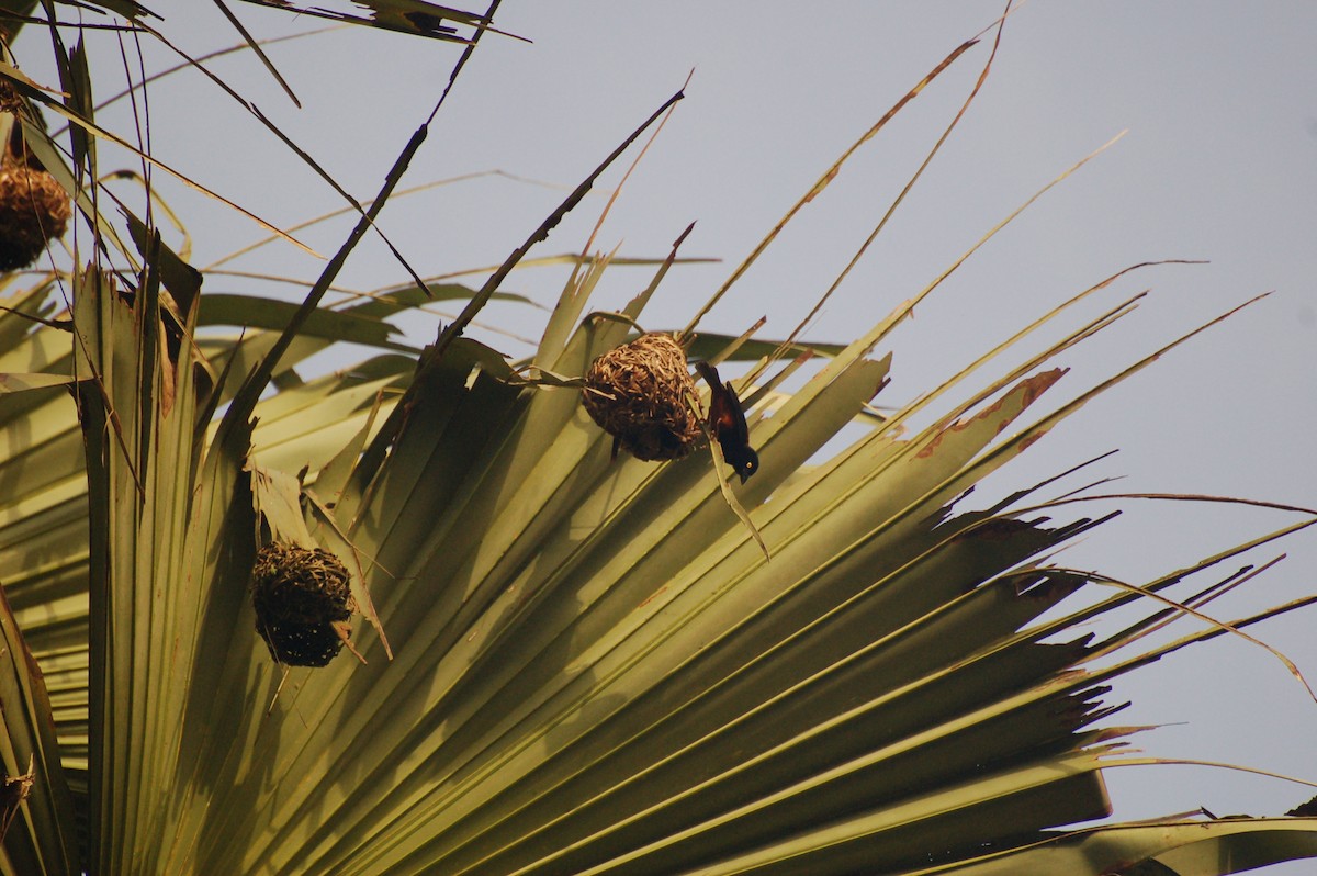 Chestnut-and-black Weaver - ML162381821