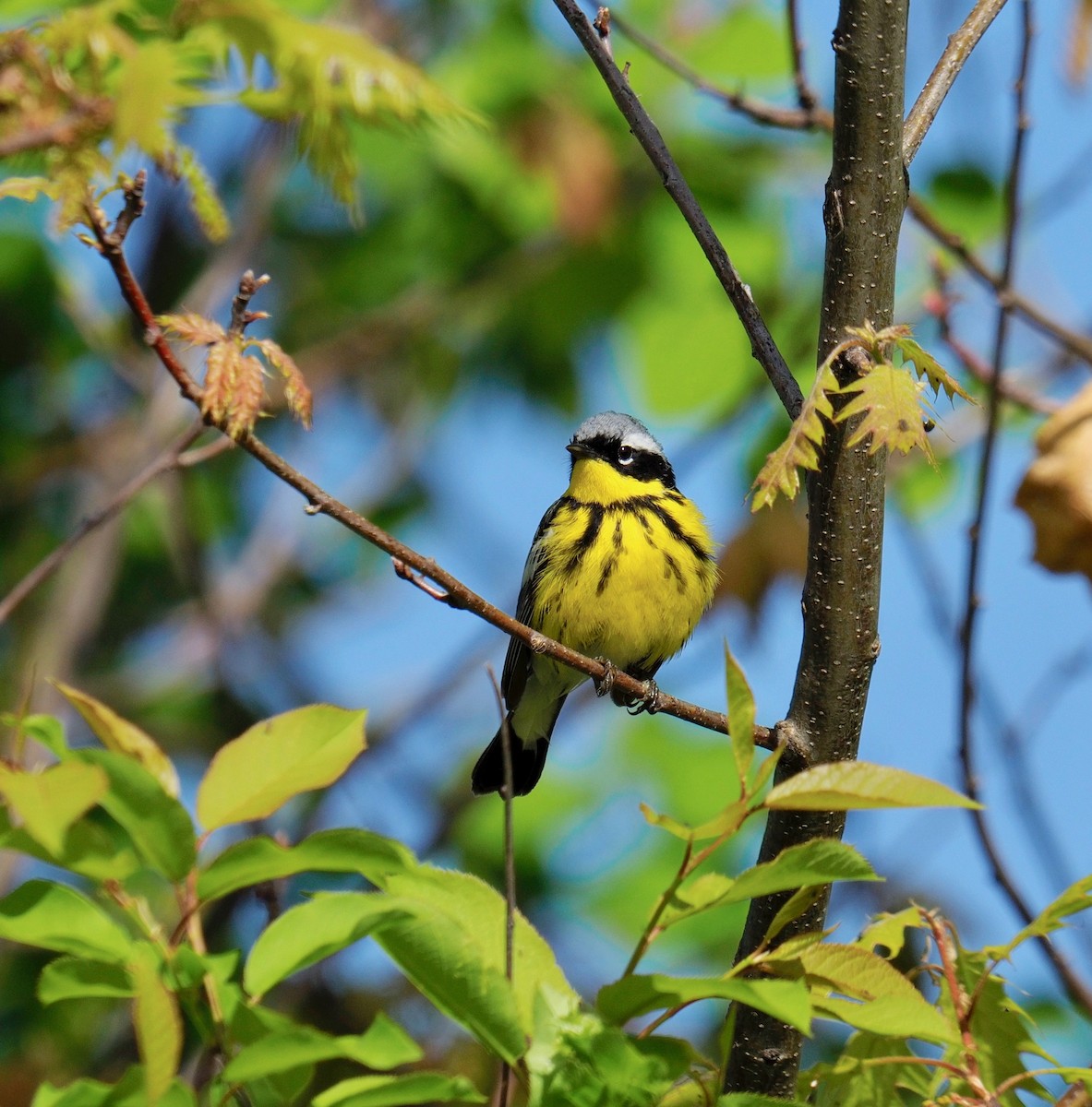 Magnolia Warbler - ML162382261