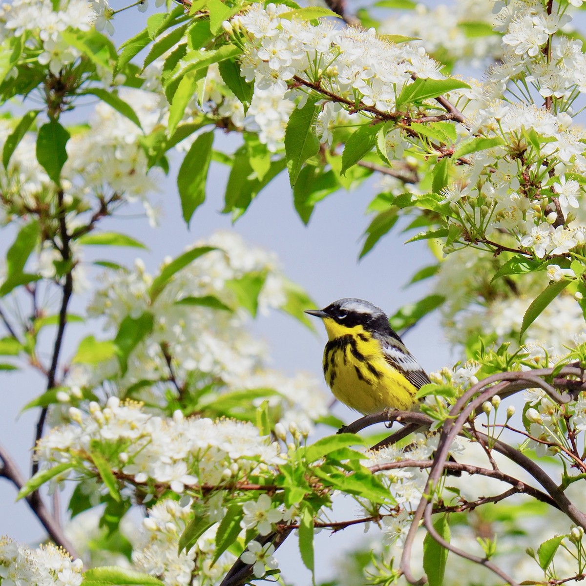 Magnolia Warbler - ML162382301