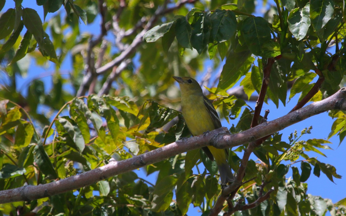 Western Tanager - ML162382751