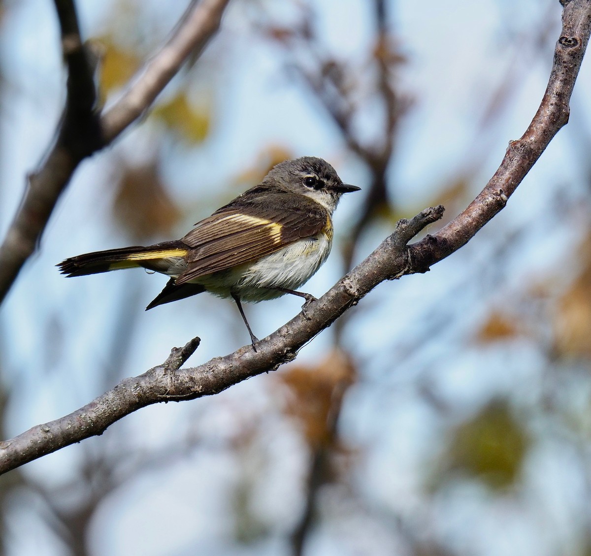 American Redstart - ML162382881