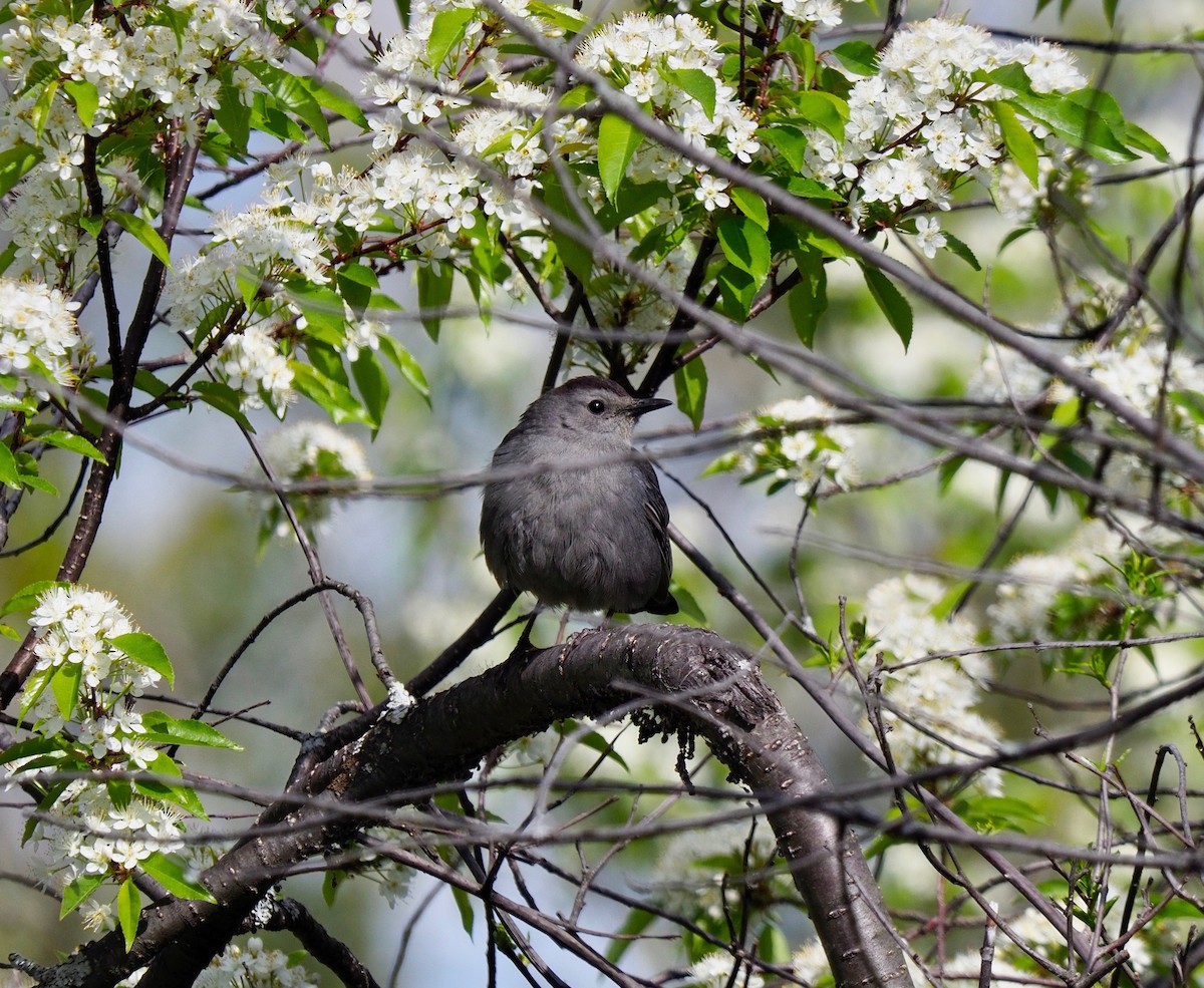 Gray Catbird - Bruce Gates