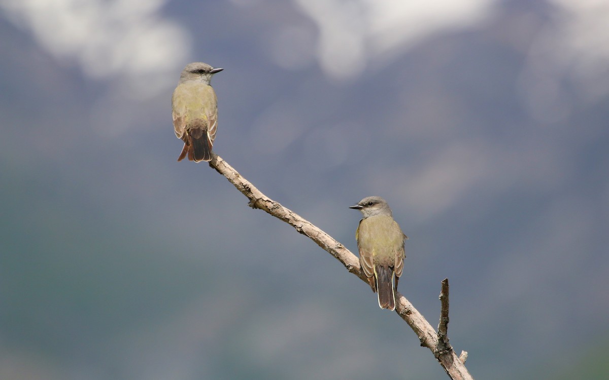 Western Kingbird - ML162383091