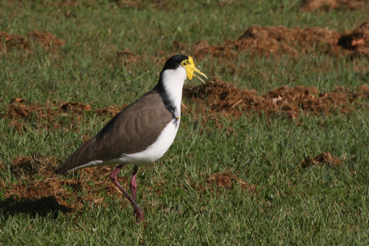 Masked Lapwing (Black-shouldered) - ML162383221