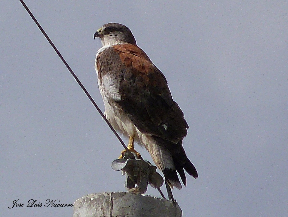 Variable Hawk - ML162384391