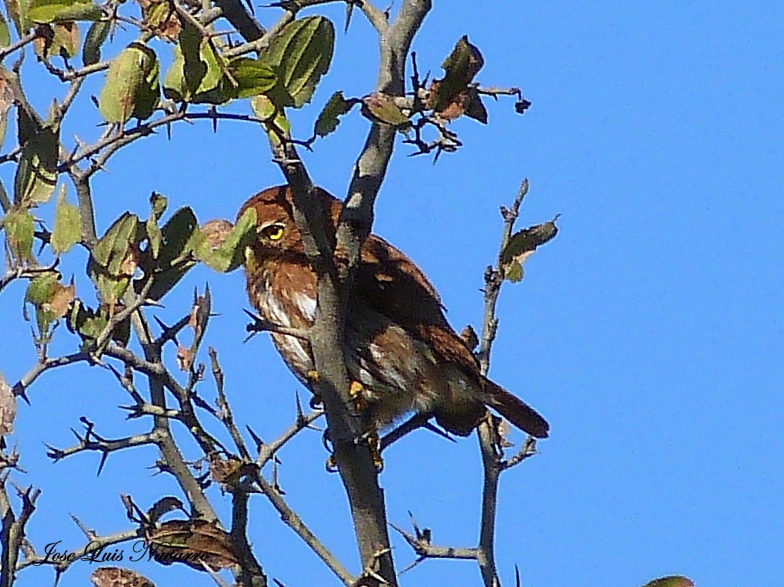 Ferruginous Pygmy-Owl - ML162384491