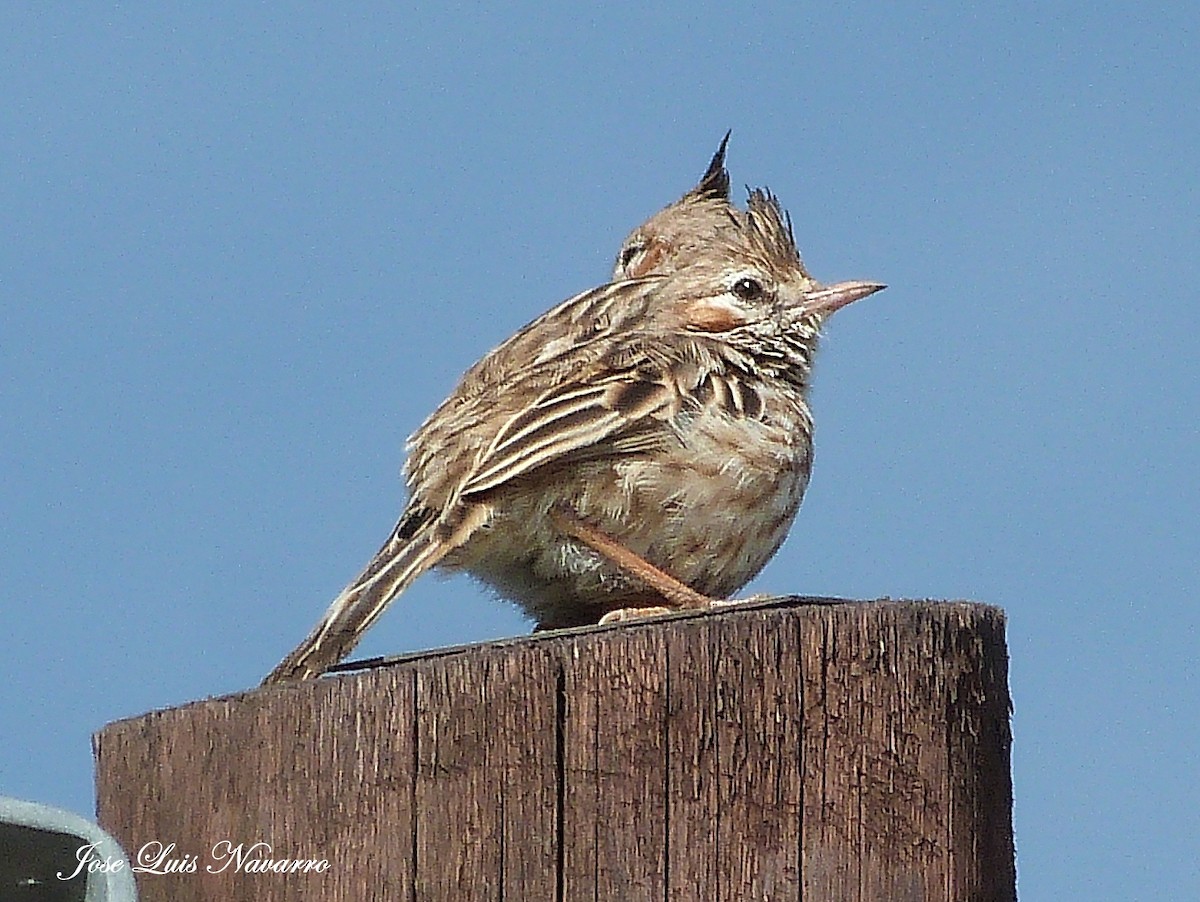 Lark-like Brushrunner - ML162384641