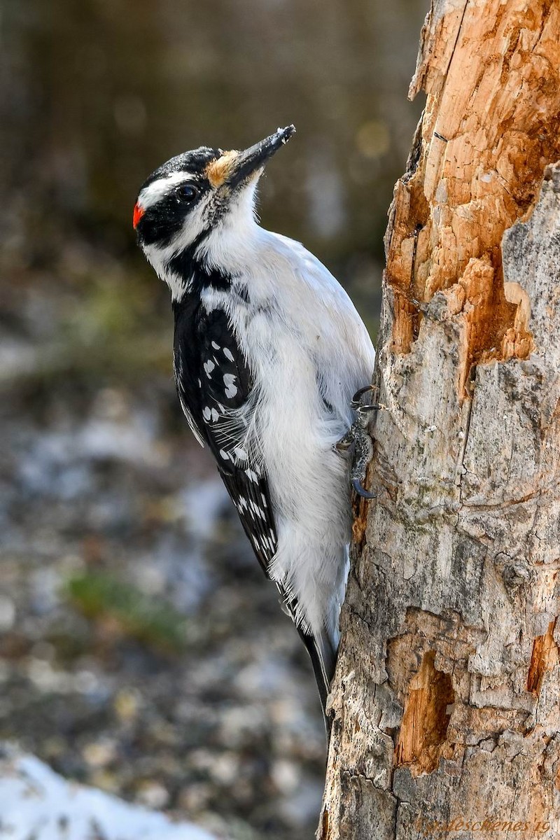 Hairy Woodpecker - Ghislain Deschenes