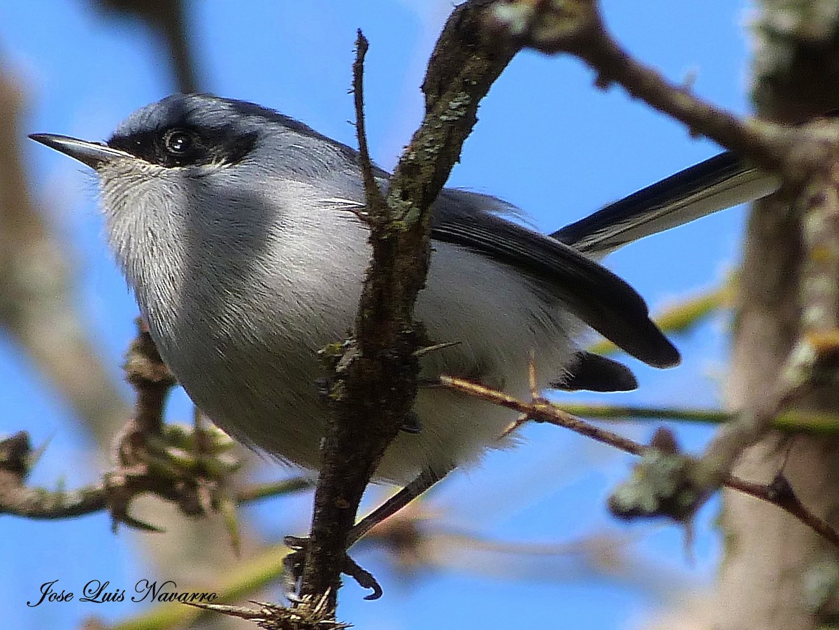 Masked Gnatcatcher - ML162385121