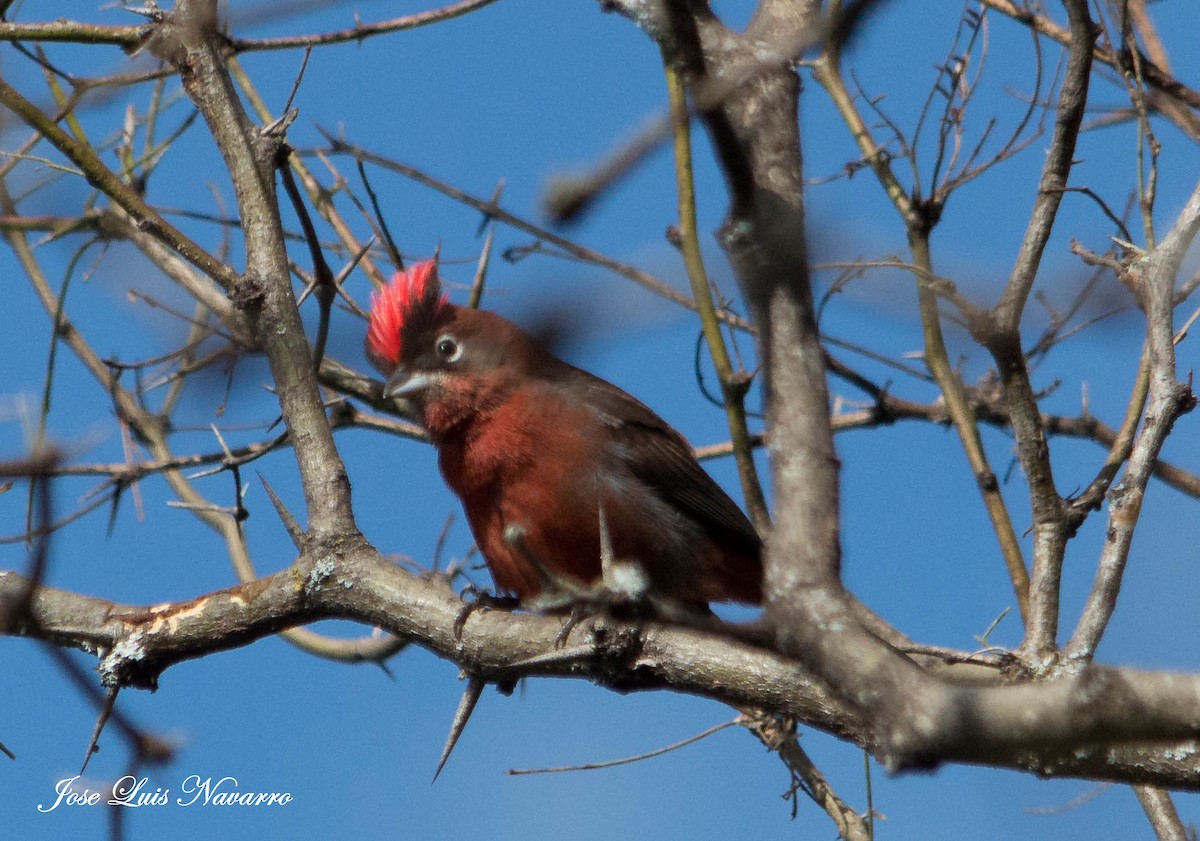 Red-crested Finch - ML162385311