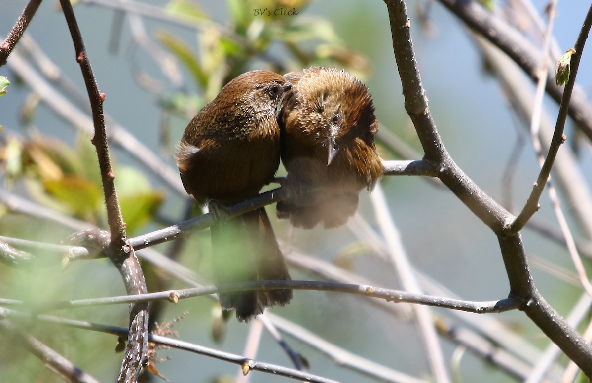 Bhutan Laughingthrush - Bhaarat Vyas