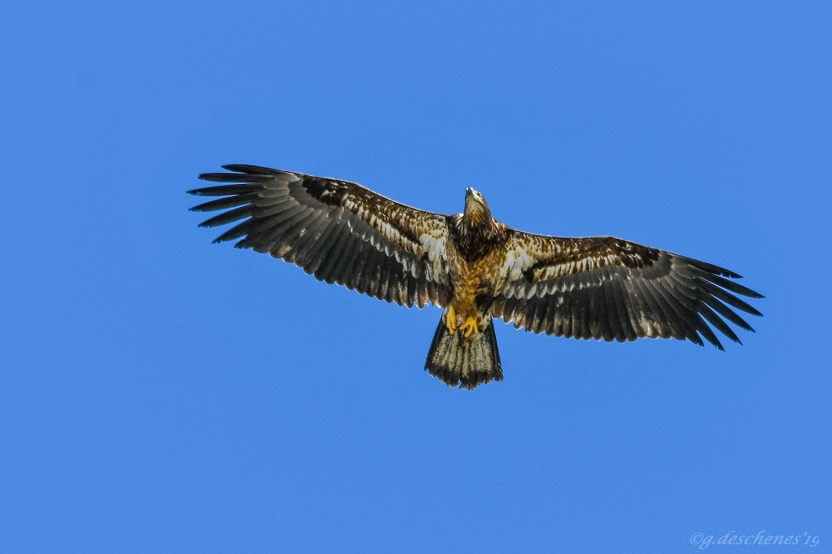 Bald Eagle - Ghislain Deschenes