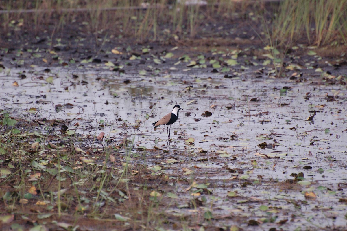 Spur-winged Lapwing - ML162386241