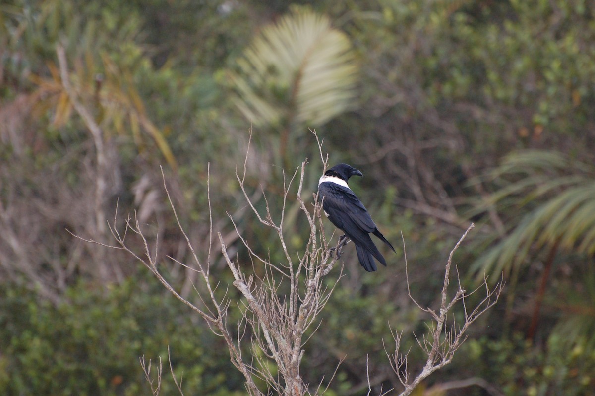 Pied Crow - ML162386311